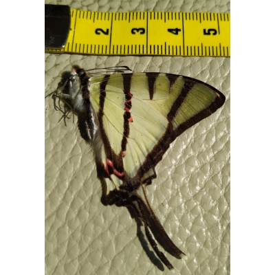 Vlinder Graphium Agetes